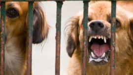 La rabia es una de las enfermedades con mayor grado de mortandad en las mascotas.