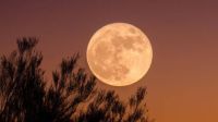 2909_luna de cosecha