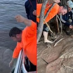 La raya, tras las fotos de rigor, fue devuelta a las aguas del río Paraná. 