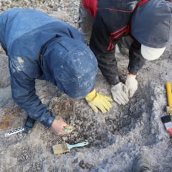 Los fósiles fueron encontrados por paleontólogos del Museo Paleontológico Egidio Feruglio de Chubut.