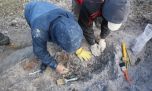 Sorpresa: encuentran restos fósiles de dos milenarias especies de tortugas marinas en Chubut