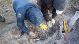 Los fósiles fueron encontrados por paleontólogos del Museo Paleontológico Egidio Feruglio de Chubut.