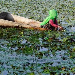 Un trabajador recoge castañas de agua de un estanque en las afueras de Ajmer. Foto de Himanshu SHARMA / AFP | Foto:AFP