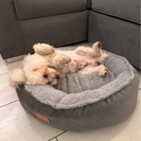COMFYPETYS, Dormir como en las nubes para tu mascota