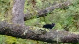 El pequeño felino fue captado por las cámaras trampa.