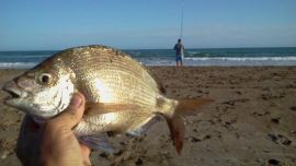 La clave está en emplear equipos livianos para capturar a esta especie que prefiere zonas rocosas.