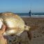 0510_sargos