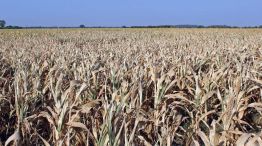 Por la sequía, Argentina perdió el liderazgo de la exportación de harina de soja