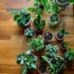 Cómo calmar la mente con la ayuda de las plantas