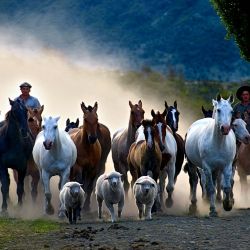 Estancia Nibepo Aike  | Foto:CEDOC