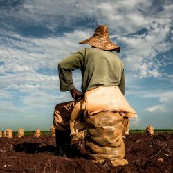 Un agricultor descansa sentado sobre un saco de batatas en un campo en Alquizar, provincia de Artemisa, Cuba. | Foto:YAMIL LAGE / AFP
