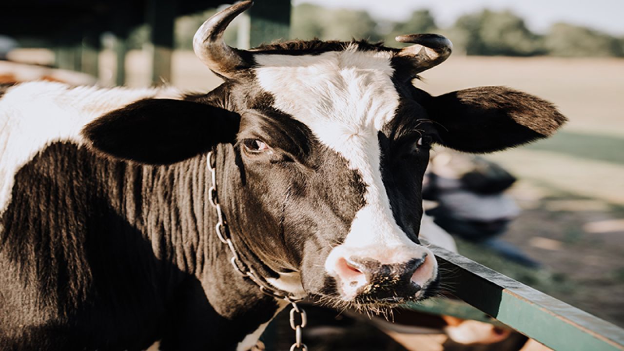 Vaca holando-argentina. | Foto:DepositPhotos.
