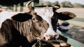 Vaca holando-argentina.