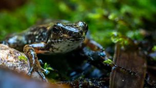 Según estudios, las ranas hembras fingen su muerte para evitar apareamientos no deseados