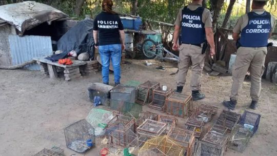 Rescatan a varias decenas de aves en cautiverio en dos viviendas de Córdoba