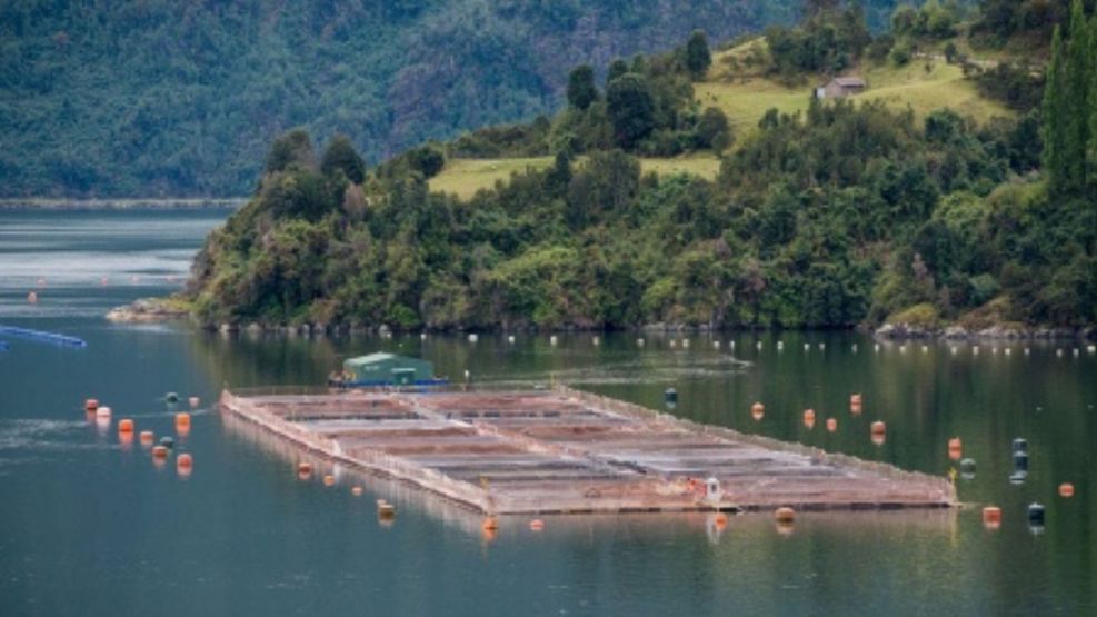 De Argentina al mundo, crece el rechazo a las granjas de salmones
