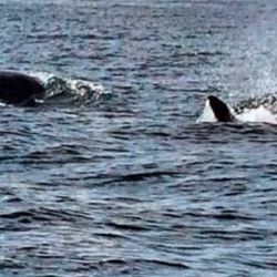 Las orcas se reproducen en aguas templadas, como las de Sudamérica, Sudáfrica y Australia