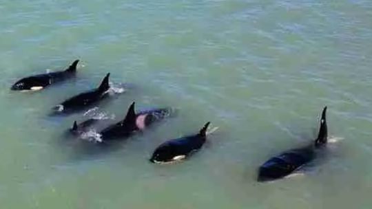 Sorpresa: avistan a un grupo de orcas nadando en las costas de Quequén