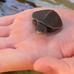 Es la primera Elseya irwini, o tortuga de Irwin, que nace en cualquier instalación zoológica en cualquier parte del mundo.