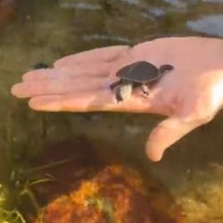 El hijo de Steve Irwin junto a la tortuga bebé.
