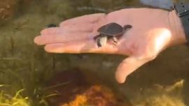 El hijo de Steve Irwin junto a la tortuga bebé.