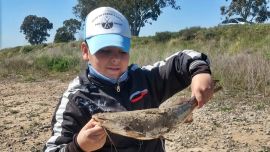 En tiempos de laguna baja y desove del pejerrey, el bagre parece ser la especie predominante en el ámbito.