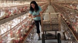 La manipulación genética podría ayudar a desterrar la gripe aviar