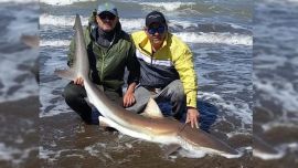 Ya se registraron más de veinte recapturas de tiburones dentro del proyecto.
