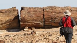 El bosque contiene cuerpos de roca sedimentaria que corresponden a la formación Lohan Curá.