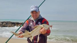 El gallo, elefante o banderita picó en toda la franja costera miramarense, desde Centinela del Mar hasta Las Brusquitas.