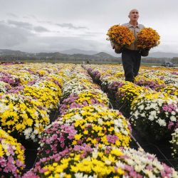 El granjero Jacques Bonnevalle recoge vasijas de Chrysantemus para venderlas con motivo del Día de Todos los Santos en Ajaccio, en la isla mediterránea francesa de Córcega. | Foto:PASCAL POCHARD-CASABIANCA / AFP
