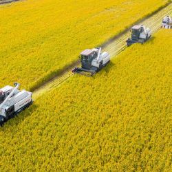 Esta fotografía aérea muestra una combinación de la cosecha de arroz en Nantong, provincia de Jiangsu, al este de China. | Foto:AFP
