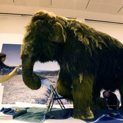 Un mamut lanudo (Mammuthus primigenius) instalado como parte de la exposición "El mundo secreto de los elefantes" del Museo Americano de Historia Natural en Nueva York. | Foto:TIMOTHY A. CLARY / AFP