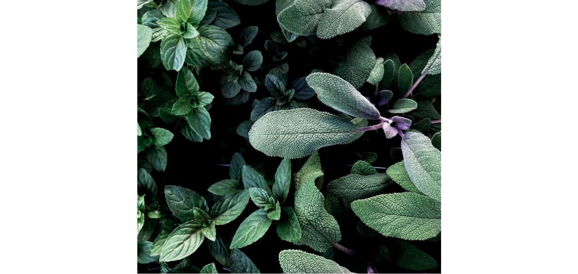 3 plantas para combatir alergias primaverales de forma natural