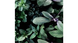 3 plantas para combatir alergias primaverales de forma natural