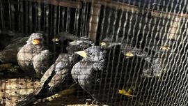 Las aves se encontraban, hacinadas, en tres grandes cajas.