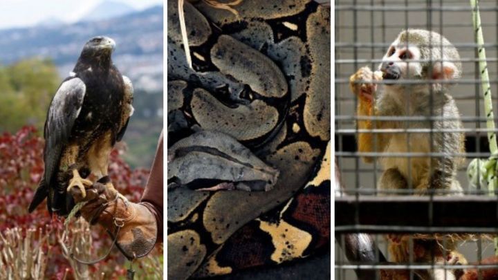 Narcozoológicos, la moda del poder de la cocaína en Ecuador