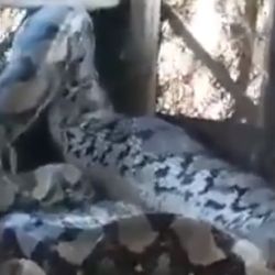 La gigantesca serpiente estaba enroscada en un árbol.