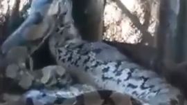 La gigantesca serpiente estaba enroscada en un árbol.