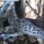 2610_serpiente