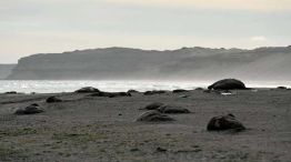 Puerto Madryn murieron más de 200 crías de elefantes marinos 20231027