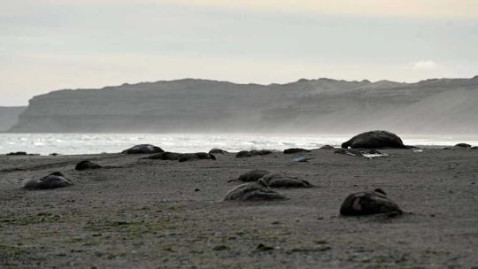 Gripe aviar: más de 200 crías de elefantes marinos murieron en Puerto Madryn