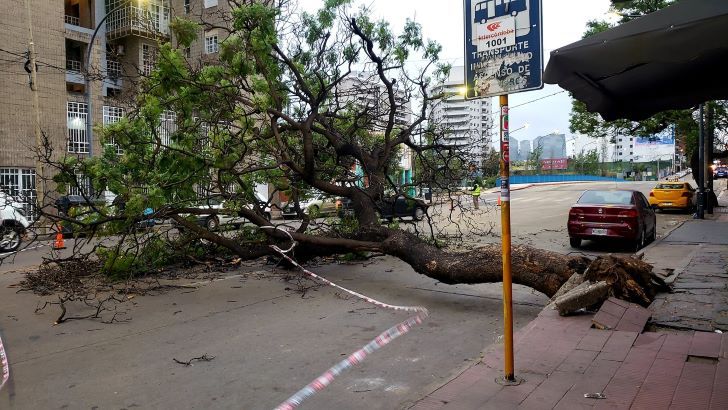 ÁRBOLES CAÍDOS POR EL VENDAVAL EN CÓRDOBA.