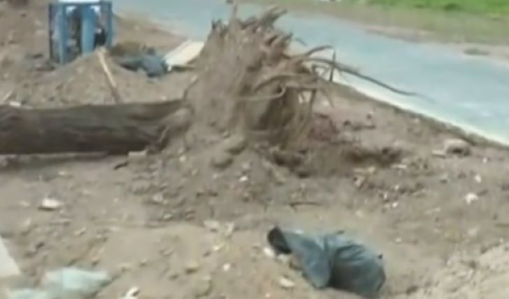 ÁRBOLES CAÍDOS EN LA CIUDAD.