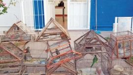 Todas las aves se encontraban en el interior de jaulas.