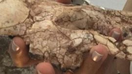 Es el esqueleto de un animal de esa especie más completo hallado en el norte de América.