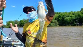 Sin chances con las especies de escamas, la alternativa fue ir por las de cuero, con respuestas de patíes y bogas.