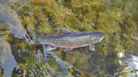 Mendoza nos brinda hermosos ámbitos para la práctica de la pesca deportiva, con lagunas, lagos, ríos y arroyos.