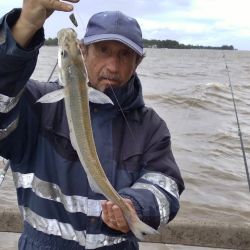 Son las últimas semanas de buen pique de pejerreyes en las costas del Río de la Plata.