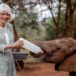 La reina Camilla de Gran Bretaña alimenta a un bebé elefante con leche de un biberón durante una visita al orfanato de elefantes Sheldrick Wildlife Trust en Nairobi, Kenia. | Foto:Luis Tato/PISCINA/AFP